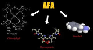 Die wichtigsten Wirkstoffe aus der AFA-Alge